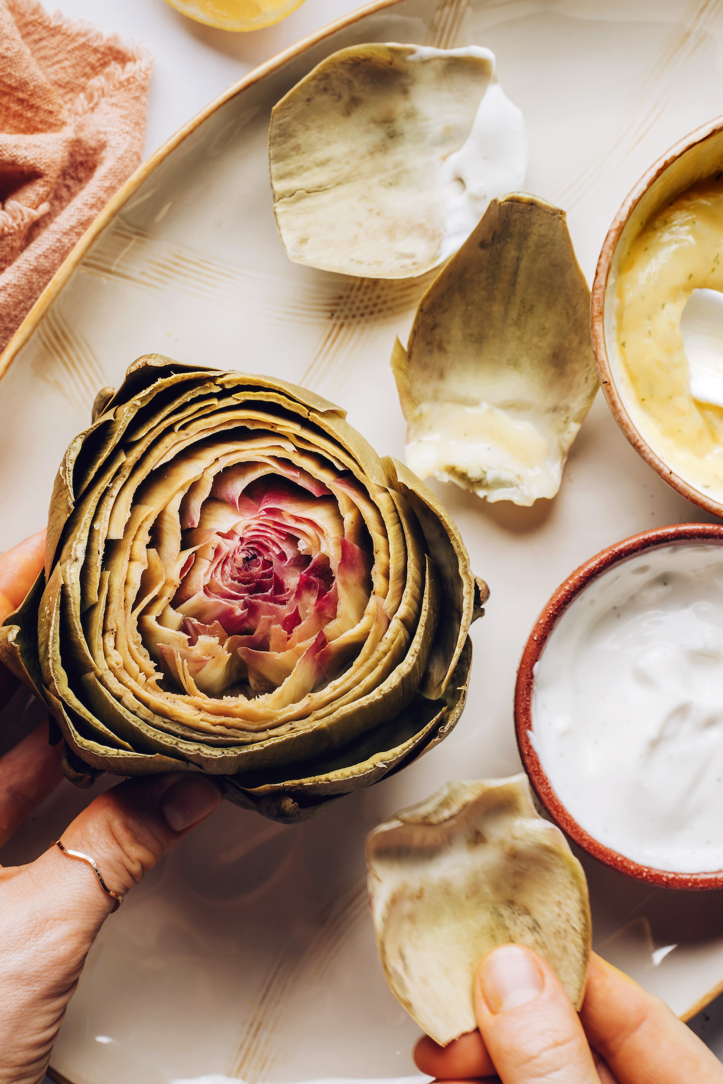 Petal pulled from a steamed artichoke to show how to eat an artichoke